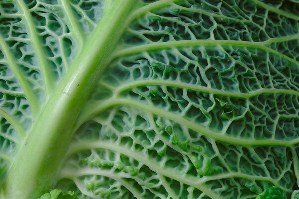 veins and texture of green cabbage leaves, food