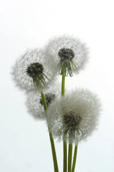 Bunch Fluffy Dandelion Egrets White Background Macro — Stock Photo, Image