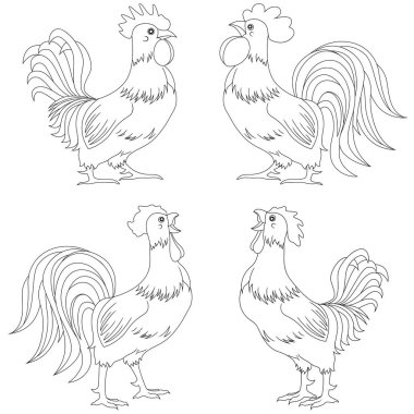 Dört komik horoz özetliyor kümesi