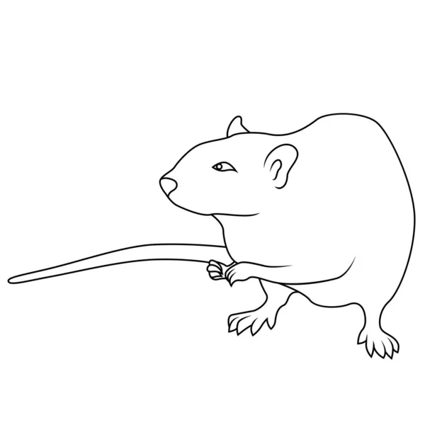 Contour noir de rat sur un fond blanc — Image vectorielle