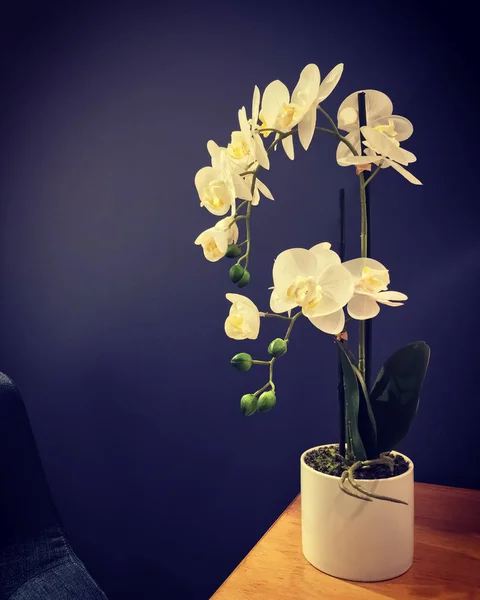 Elegant vit orkidé på ett bord — Stockfoto