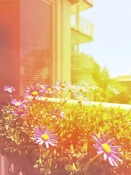 Balcón soleado con margaritas florecientes — Foto de Stock