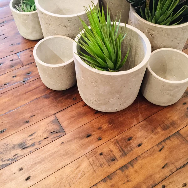 Decorative plants in concrete pots on old wooden table — Stock Photo, Image