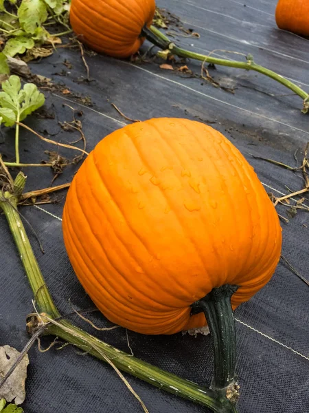 Zucca arancione in gocce di pioggia — Foto Stock