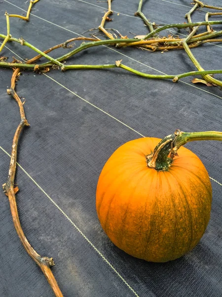 Orangenkürbis wächst auf einem Gemüsebeet — Stockfoto