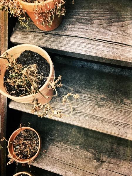 Plantes sèches dans des pots sur un vieil escalier en bois — Photo