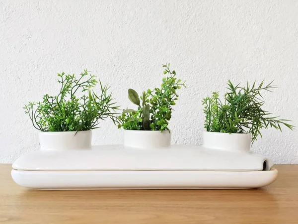 Декоративний керамічний горщик з зеленими рослинами — стокове фото