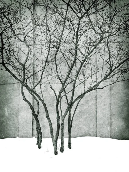 나무와 겨울 공원의 지저분한 이미지 — 스톡 사진
