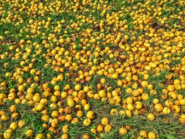 Ώριμα κίτρινα μήλα, στο γρασίδι — Φωτογραφία Αρχείου