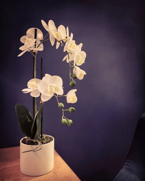 Mörka interiören med eleganta vita orkidéer — Stockfoto
