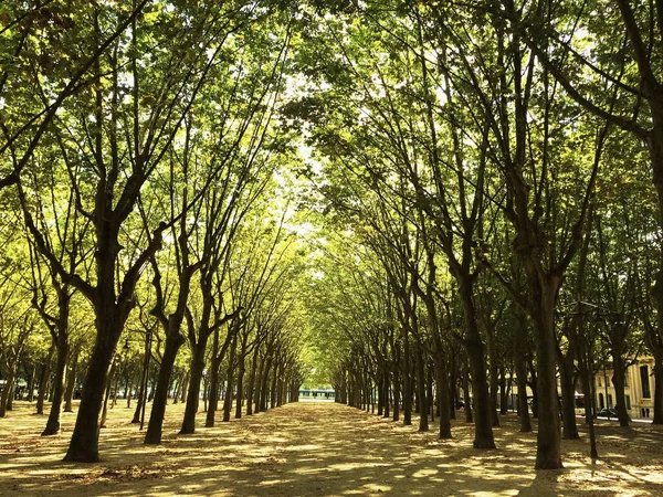 Zonovergoten steegje met bomen in Bordeaux, Frankrijk — Stockfoto
