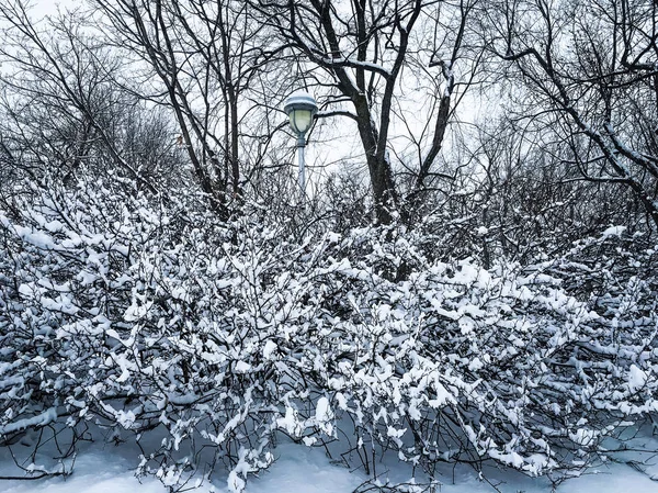 Beautiful winter park after snowstorm — Stock Photo, Image