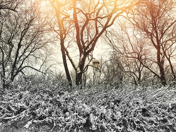 Belo parque de inverno ao pôr-do-sol — Fotografia de Stock