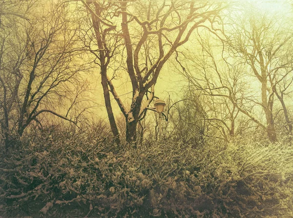 Alberi nevosi in torbida luce gialla — Foto Stock