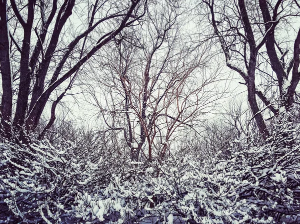 Bäume nach Schneesturm — Stockfoto