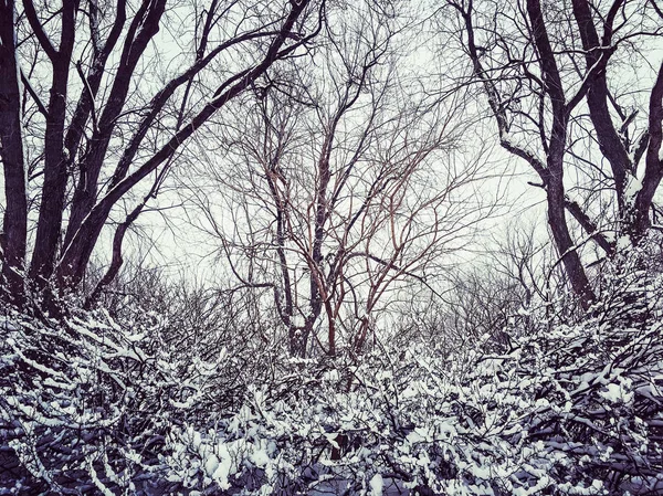 Trees after snowstorm — Stock Photo, Image