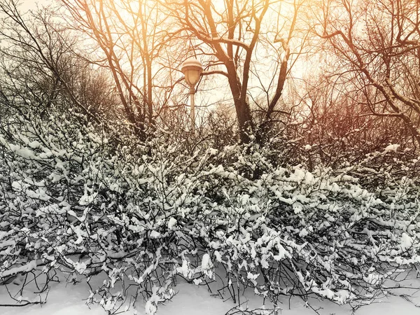 Pôr do sol em um belo parque de inverno — Fotografia de Stock