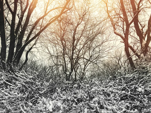 Winter bomen in de zonsondergang — Stockfoto