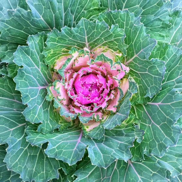 Colorful ornamental kale cabbage — Stock Photo, Image