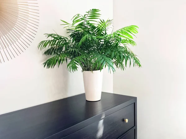 Salong palm växt dekorera svart trä dresser — Stockfoto