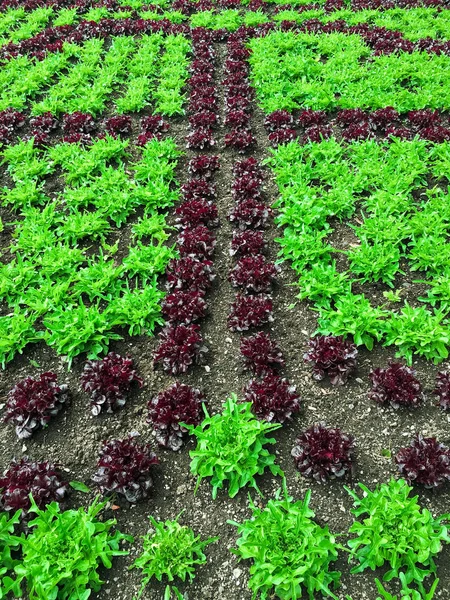 Summer garden with red and green lettuce — Stock Photo, Image
