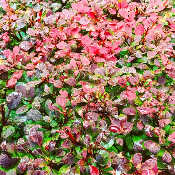 Colorido arbusto de otoño en gotas de lluvia —  Fotos de Stock