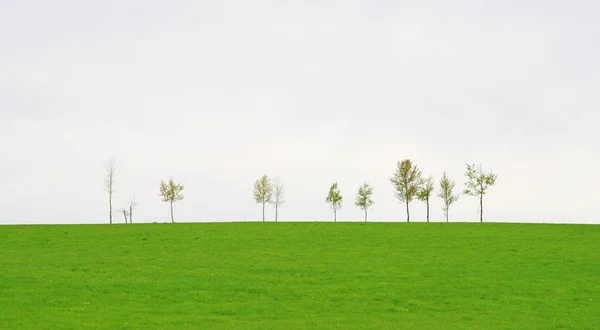 Arbres sur un champ de printemps vert — Photo