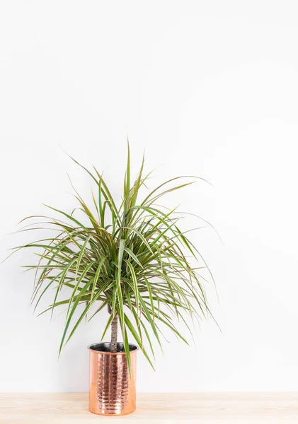 Beautiful Madagascar dragon tree in a copper pot — Stock Photo, Image