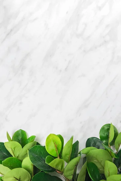 Ramas con hojas de ficus verde sobre fondo de mármol —  Fotos de Stock