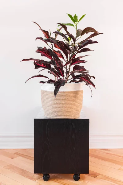 Kleurrijke Croton plant in een mandje van textiel — Stockfoto