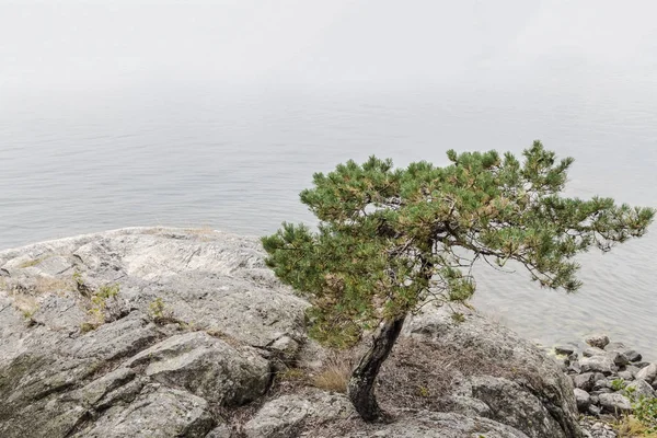 Pinheiro em um lago calmo — Fotografia de Stock