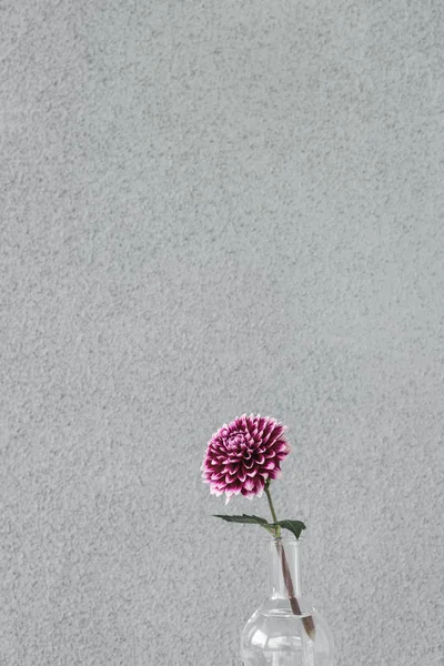 Viola dalia fiore in un vaso di vetro — Foto Stock