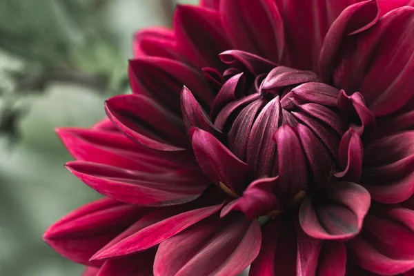 Dahlia merah gelap mekar — Stok Foto