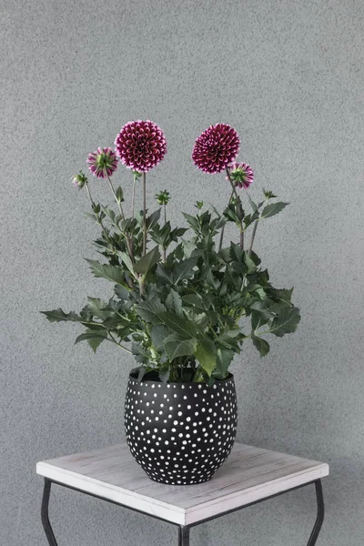 Paarse dahlia bloemen in polka dot pot — Stockfoto