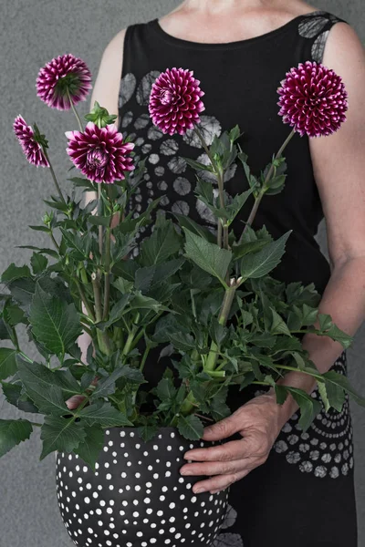 紫色のダリアの花を持つ女性 — ストック写真