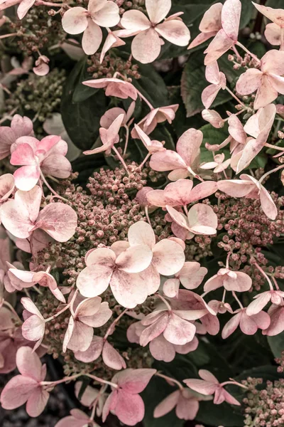 Pink hortensia flowers in the garden — Stock Photo, Image