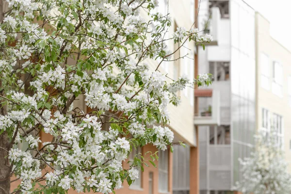 Blommande Körsbärsträd Framför Ett Modernt Bostadshus Våren Staden — Stockfoto