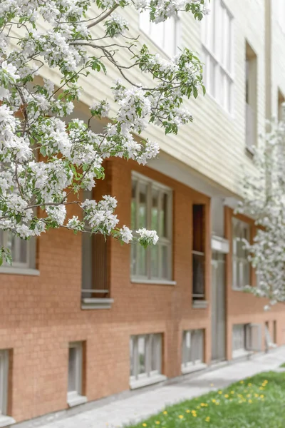 近代的なレンガ造りの建物と開花春の木のファサード 緑の都市生活 — ストック写真