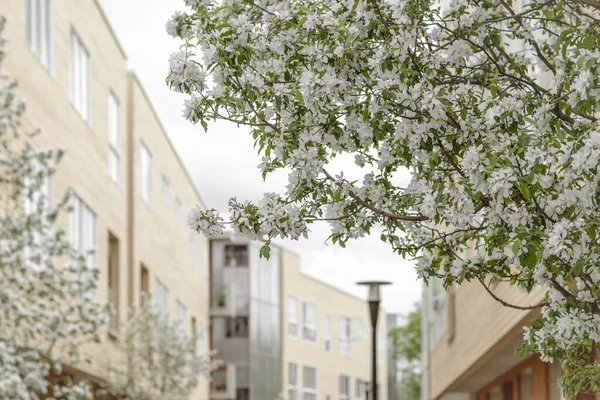 Blommande Träd Vårstad Körsbärsträd Moderna Byggnader Och Gatlykta — Stockfoto