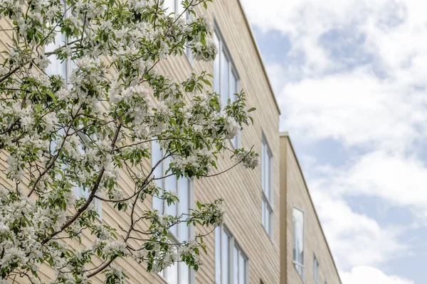 近代的な建物の窓に映る青い空と木の花 市内の春 — ストック写真