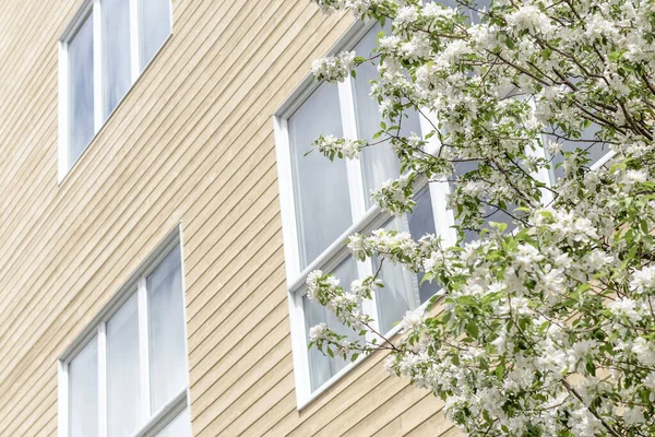 Arbre Fleuri Grandes Fenêtres Immeuble Résidentiel Moderne Printemps Dans Ville — Photo