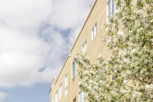 市内の新鮮な空気と花の木 春の日に青い空の下で近代的な建物 — ストック写真