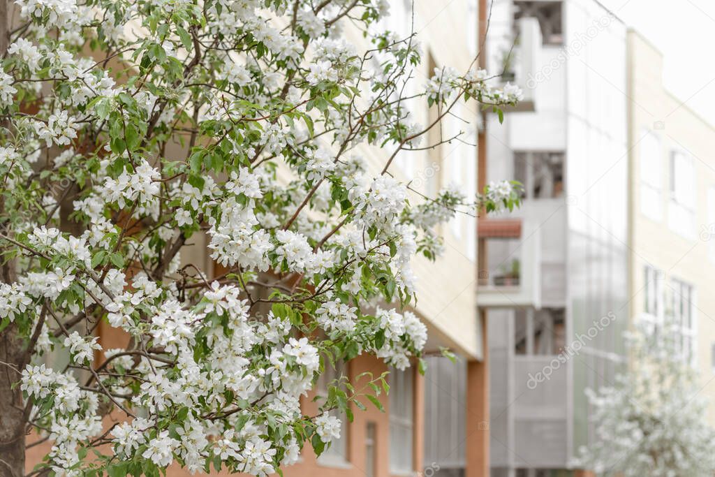 Blooming cherry tree in front of a modern residential building. Spring in the city.