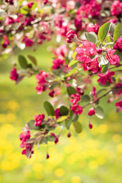 Bright Pink Apple Tree Blossom Dandelion Lawn Background Spring Garden — Stock Photo, Image