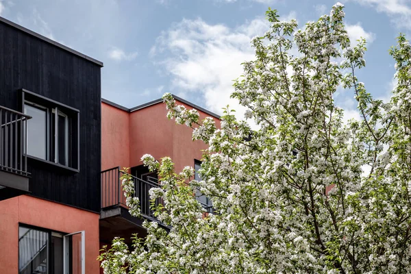 Árbol Floreciente Frente Moderno Edificio Rosa Bajo Cielo Azul Primavera — Foto de Stock