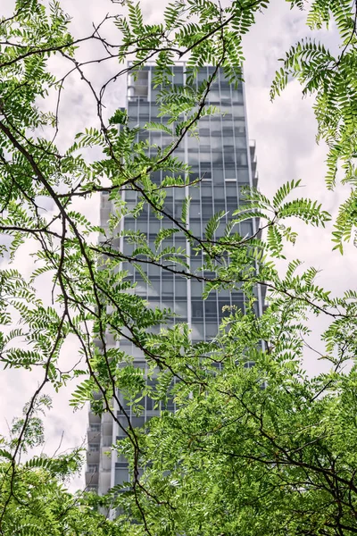 Modern Skyscraper Seen Green Leaves Spring Downtown Montreal Quebec Canada — Stock Photo, Image
