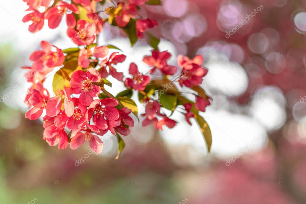 Bright pink apple tree blossom in sunlight. Blurry background.