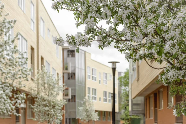 Şehirde Ilkbahar Çiçek Açan Kiraz Ağaçları Modern Binalar Sokak Lambalarıyla — Stok fotoğraf