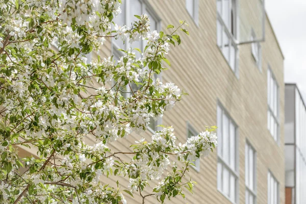 大きな窓のあるモダンな建物の前に春の木が咲きます — ストック写真
