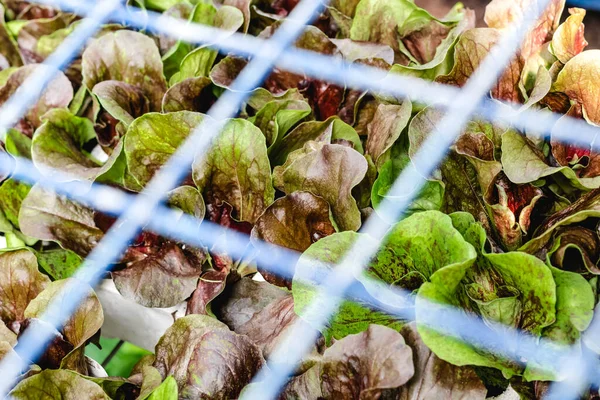 Grüner Und Roter Salat Wächst Hinter Einem Metallgitter Auf Dem — Stockfoto